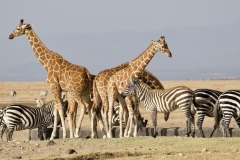 2025-07-Giraffe-Zebra