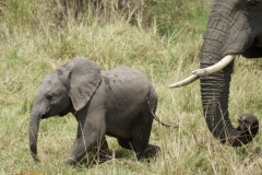 2025-29-Baby-Elephant-2