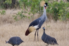 2025-29-Crowned-Crane-2