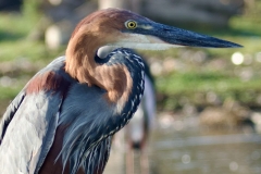 2025-29-Heron-