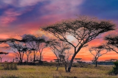 2025-29-Serengeti-Sunset-Red