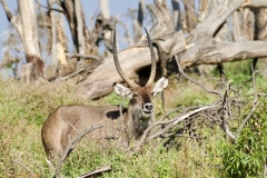 2025-29-Water-Buck-2