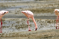 2025-30-Africa-Flamingo-03