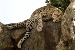 2025-30-Africa-Leopard-02