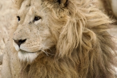 2025-30-Africa-Lion-04