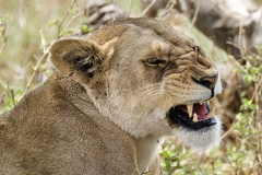 2025-30-Africa-Lion-05