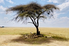 2025-30-Africa-Lion-Pride