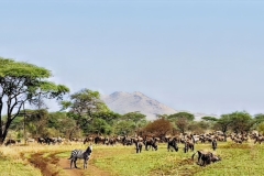 2025-30-Africa-Wildebeest-01