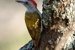 2025-30-Africa-Wood-Pecker