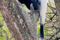 Black-White-Monkey-2025-27-IMG_7678