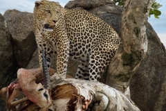 Blue-Sky-2025-29-Leopard-DSC06061-