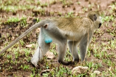 Blue-balls-Monkey2025-27-DSC05494