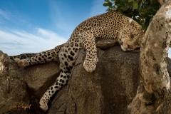 Blue-sky-2025-30-Africa-Leopard-38F41AD0-9A6B-44C4-84C4-CE161A35D147_1_105_cTopaz