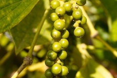 Wendy-Lyndons-Travels-2019-12-14-07.50.06-Wendy-Lyndons-T