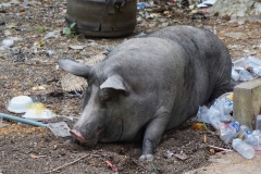 Wendy-Lyndons-Travels-2019-12-14-08.41.09-Wendy-Lyndons-T