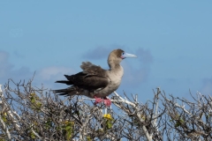 galapagos018