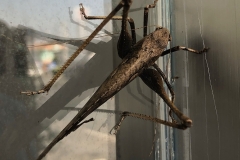 Wendy-Lyndons-Travels-2020-01-05-06.33.53-Wendy-Lyndons-T