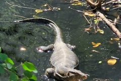 Wendy-Lyndons-Travels-2020-02-14-07.39.32-Wendy-Lyndons-T